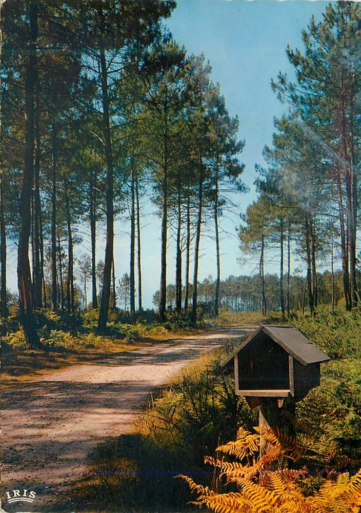 Floresta de pinheiros — Caminho e nicho para pão — Edições IRIS, n° 40/168 - Frente