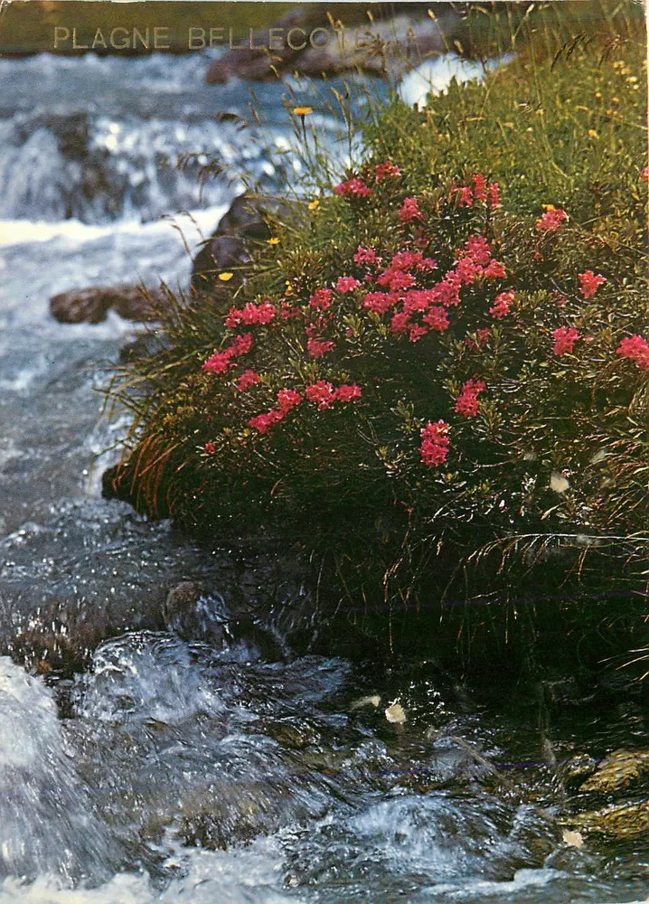 Plagne Bellecote — cascata e rhododendro — Engadin Press AG, n°204 - Frente