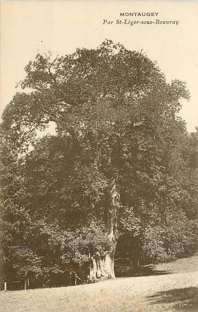 Tall Tree in Montauguey — By St-Lèger-sous-Beuray - Front