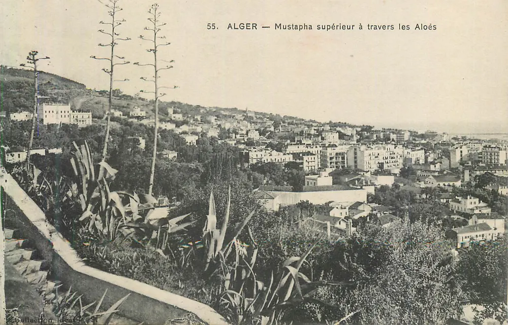 ALGER — Mustapha supérieur à travers les Aloès — Collection Ideal - Recto