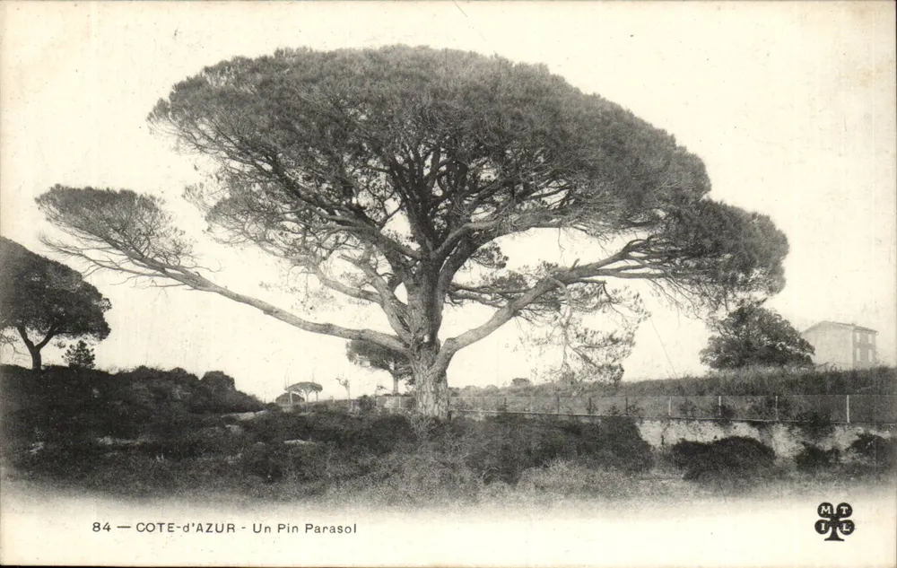 Côte-d'Azur — Een parasolpalm — MTLE - Voorkant