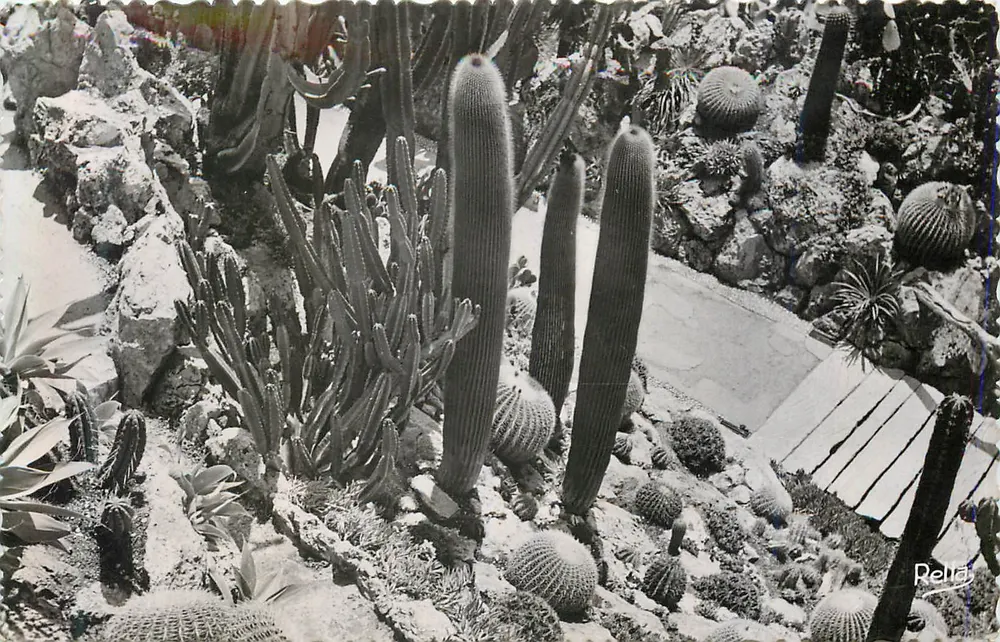Jardin Exotique de Monte Carlo — Monaco — Éditions Relea - Recto
