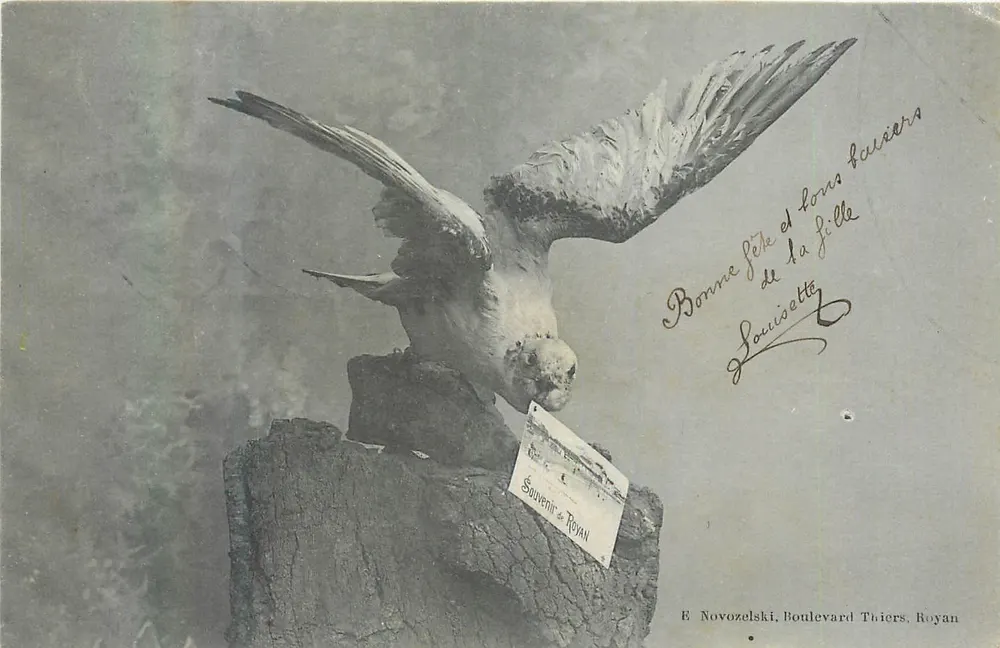 Ave em voo — Lembrança de Royan — E. Novozelski, Boulevard Thiers, Royan - Frente
