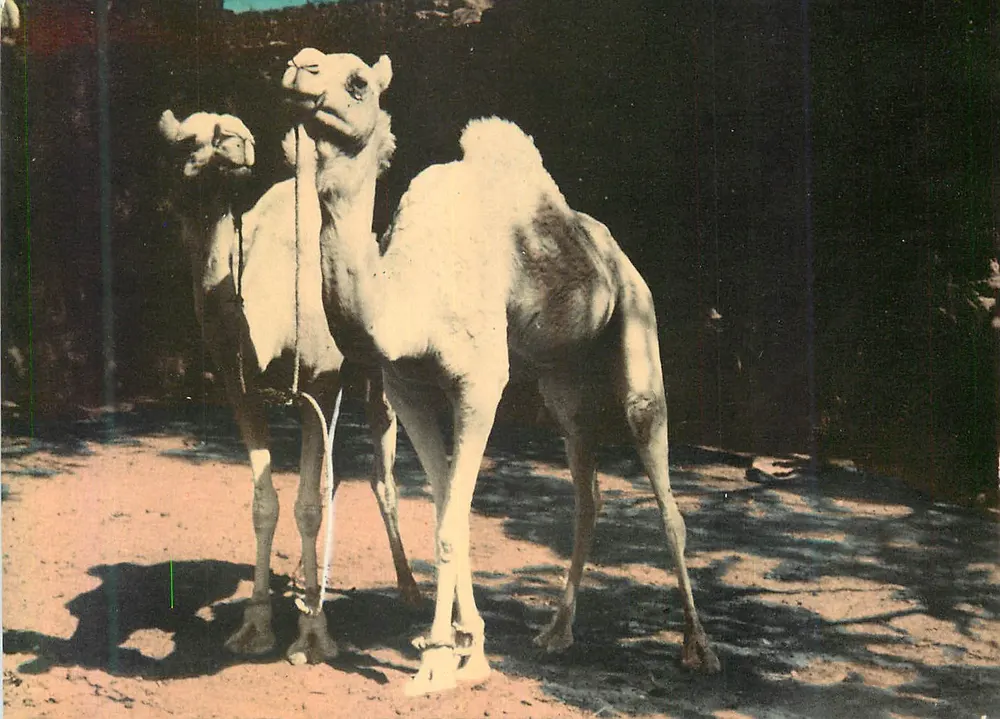 Twee dromedarissen — Ghardaïa (Oase) — Editions Jomone, Alger - Voorkant