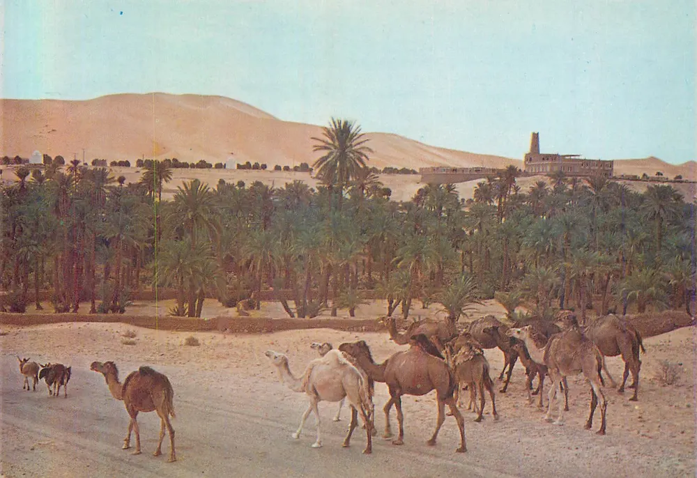 La Palmeraie — Tlemcen — editore Colonel Lothi - Recto