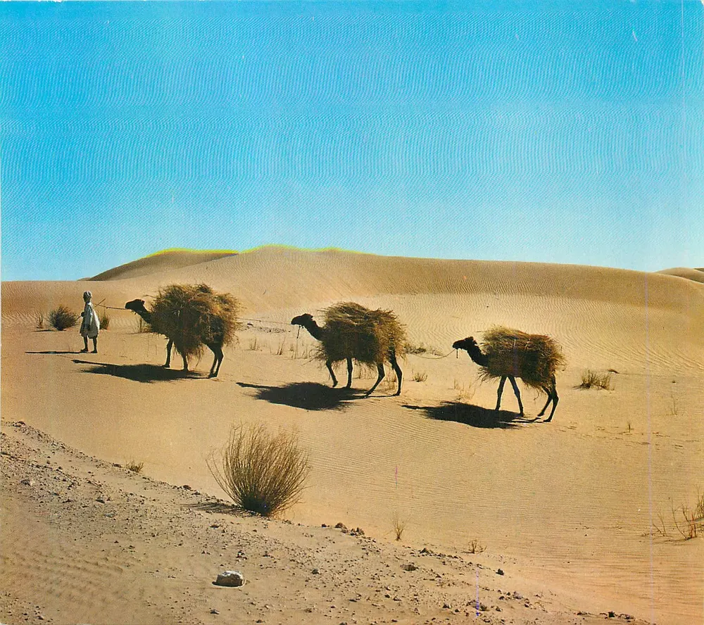 Dromadaire chargé dans le désert — Algérie — SNED 1974, n° M 315 - Recto