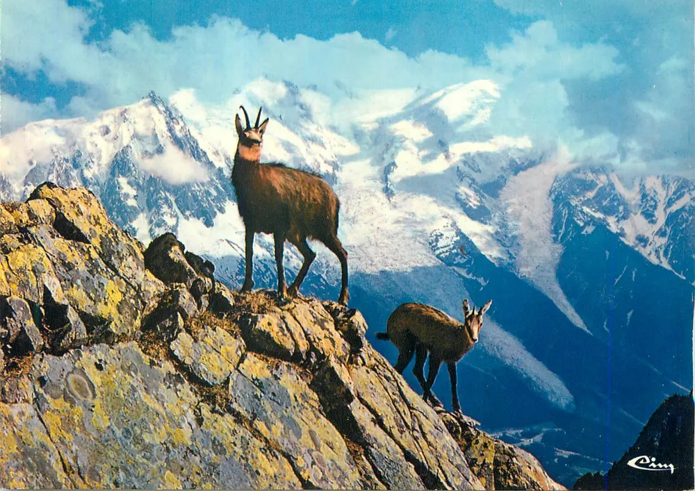 चमोइस — बर्फीली पहाड़ियाँ — Ciny - आगे