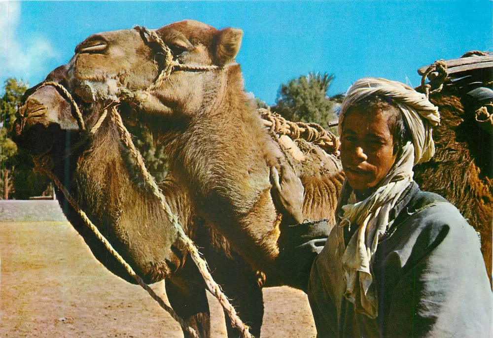 Um chamelier — Argélia — Jefal — editor Mohamed Khemisti, n° 4513 - Frente