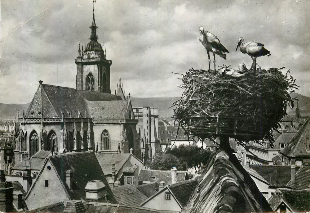 Colmar — Storchennest mit Blick auf die Kathedrale — Foto J. Arnold, Éditions Collin - Vorderseite