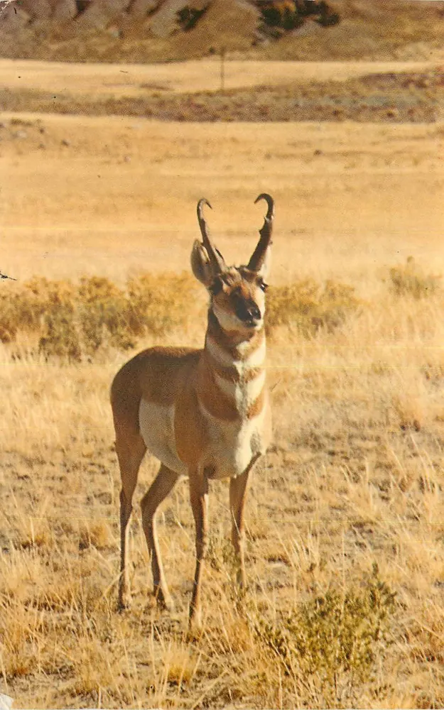 Pronghorn (Antilope) — Nationalpark — Verlag Erjic J. Seaich Co., Salt Lake City, Nr. ES-184 - Vorderseite