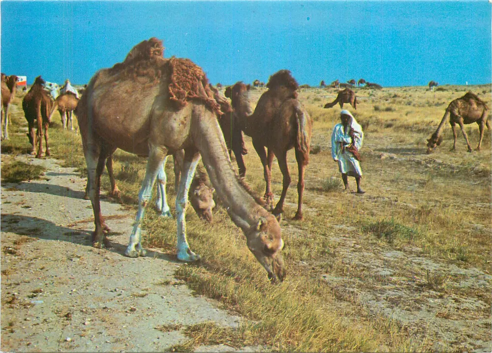 Troupeau de chameaux dans le désert (Tunisie) — Éditions CHAMAM 5, Avenue de la Liberté, Tunis — n° 210 - Recto