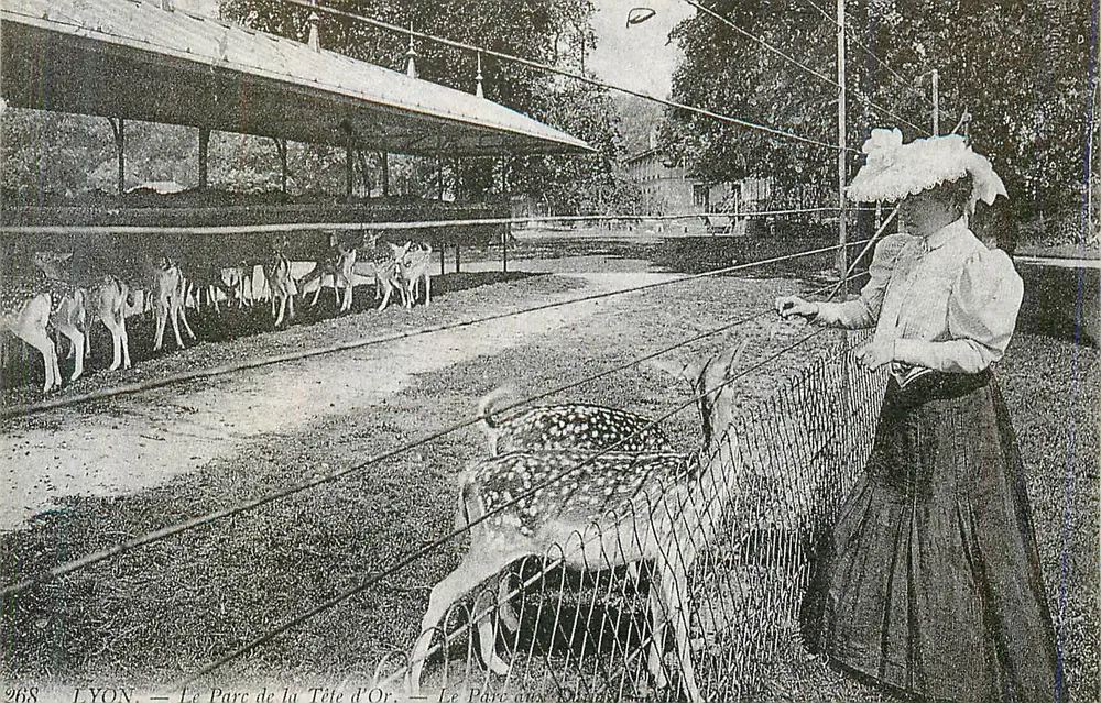 LYON — The Tête d'Or Park — Woman Observing Deer - Front