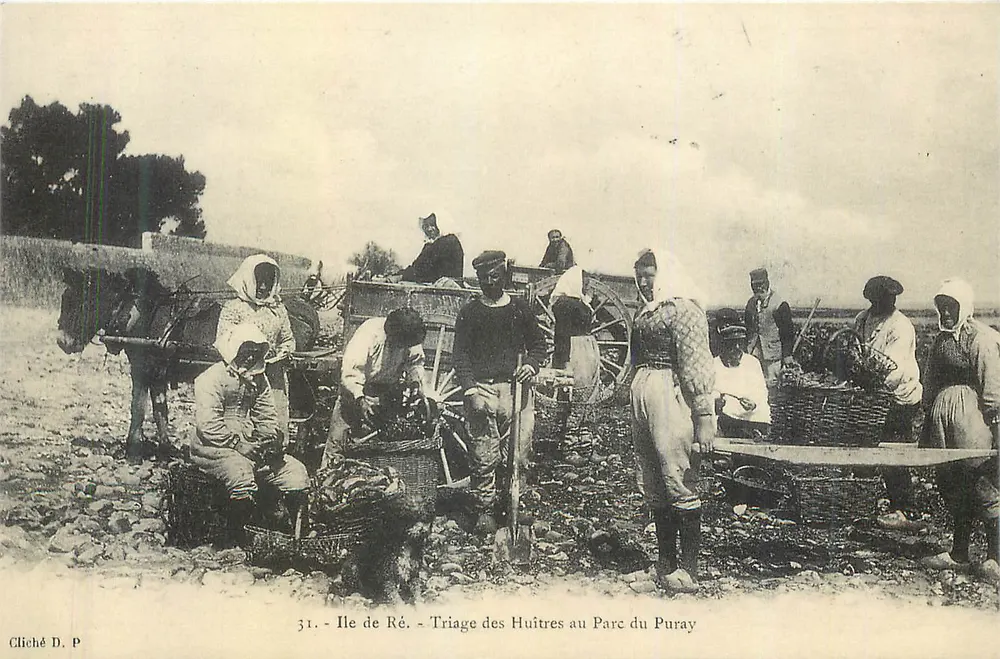 Ile de Ré - Sortieren der Austern am Parc du Puray — Foto D. P. Nr. 31 - Vorderseite