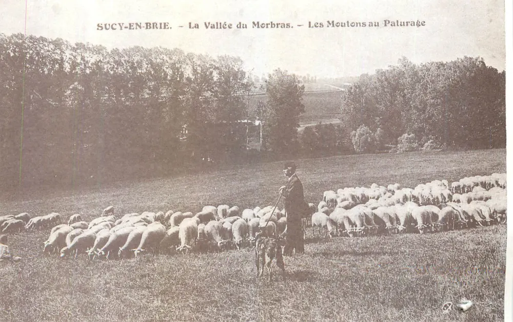 SUCY-EN-BRIE — The Valley of Morbras — The Sheep Grazing - Front