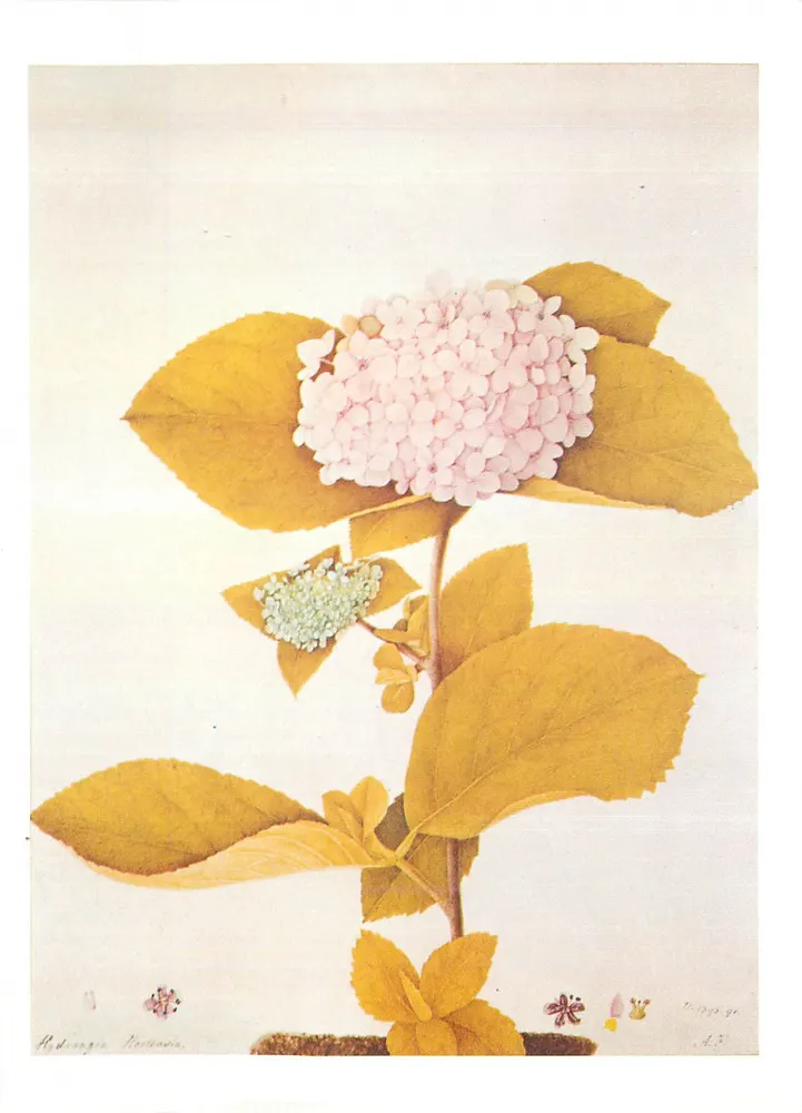 Hydrangea macrophylla — desenho para um livro de flores — Victoria and Albert Museum - Frente