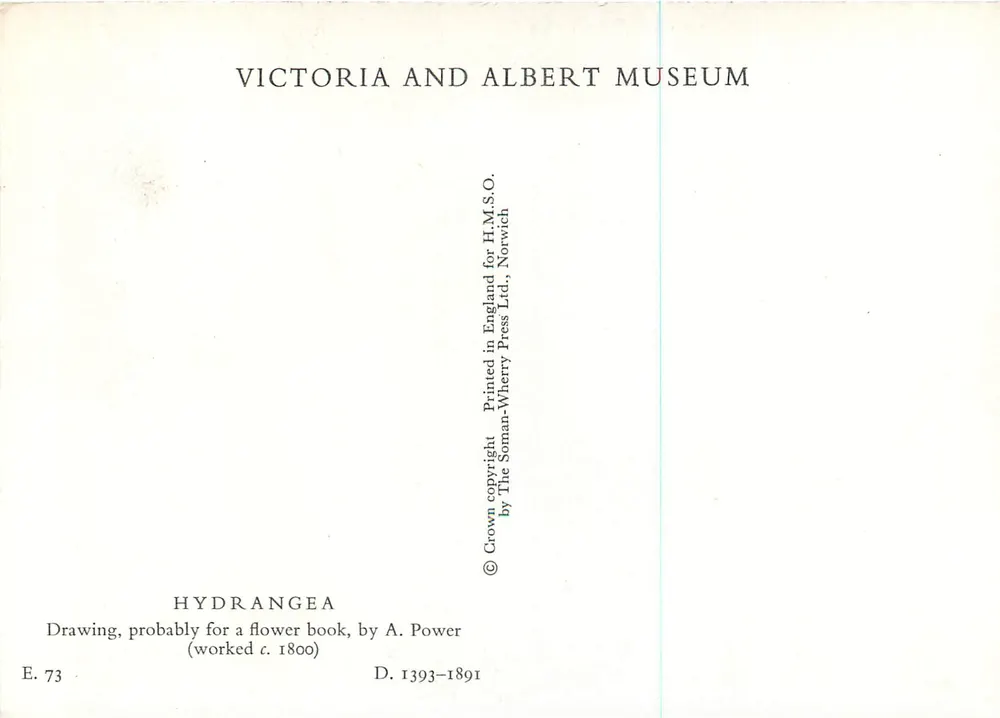 Hydrangea macrophylla — desenho para um livro de flores — Victoria and Albert Museum - Verso