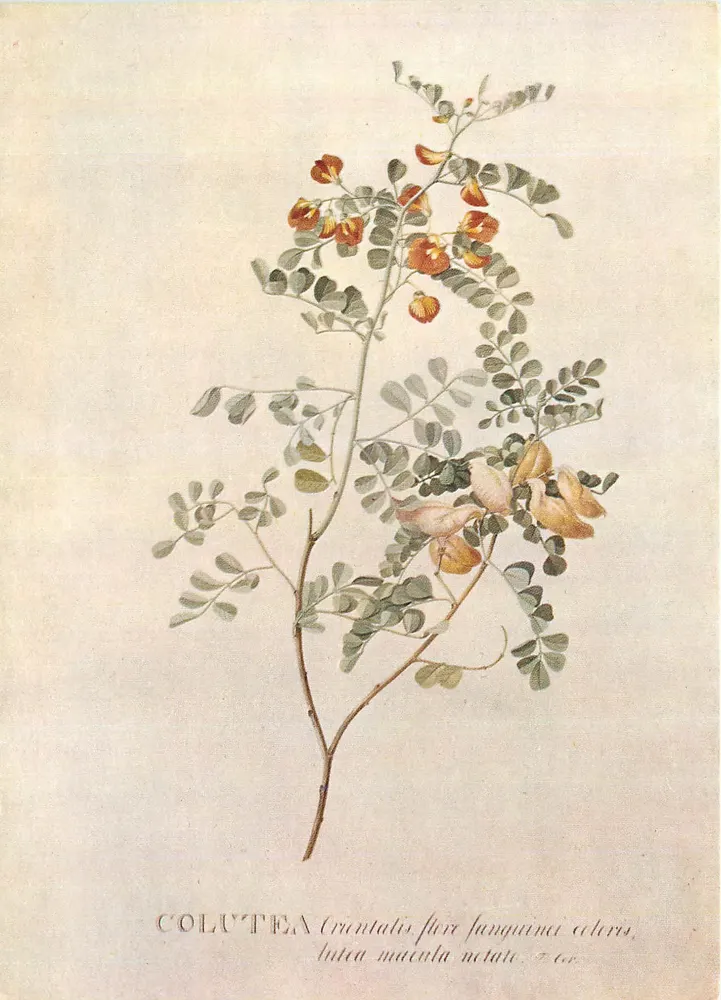 Colutea — fleur rouge-orangé, feuilles vertes — G. D. Ehret (1708-70), Victoria and Albert Museum - Recto