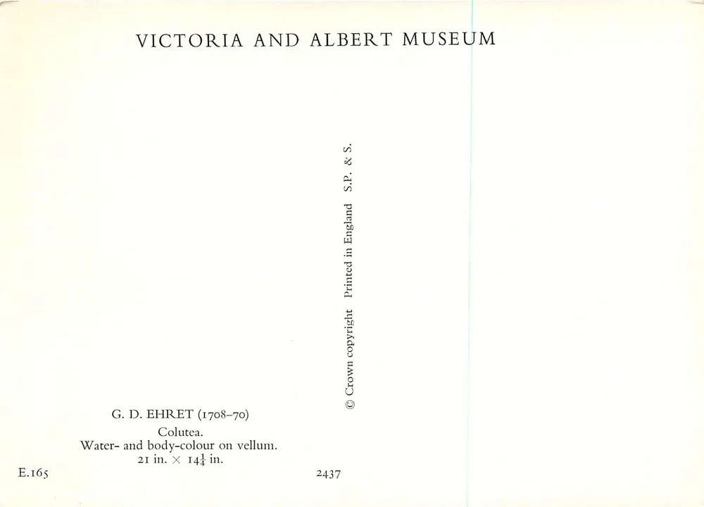 Colutea — fleur rouge-orangé, feuilles vertes — G. D. Ehret (1708-70), Victoria and Albert Museum - Verso