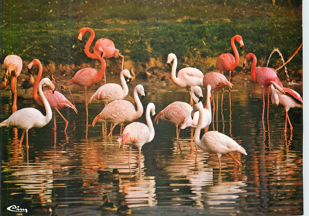 Flamingos — Parc Floral de la Source in Orléans — Éditions et Impressions Combier / Mâcon, Nr. C3 45234-1-0407 - Vorderseite