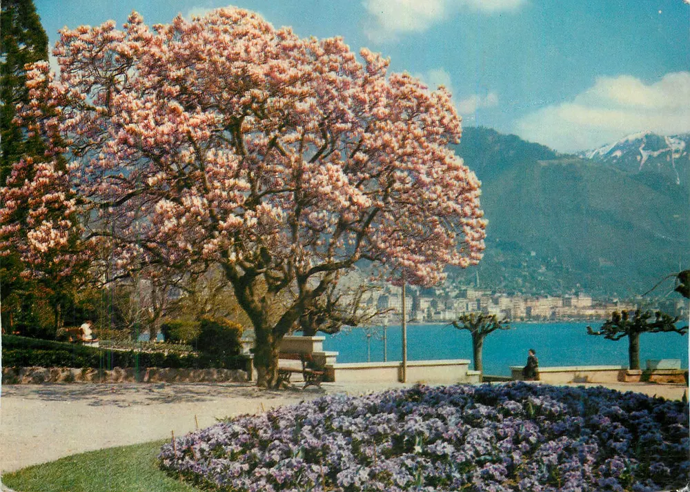 Magnolie in Clarens; im Hintergrund: Montreux — Verlag: MARTIGNY-GRAPHIQUES - Vorderseite
