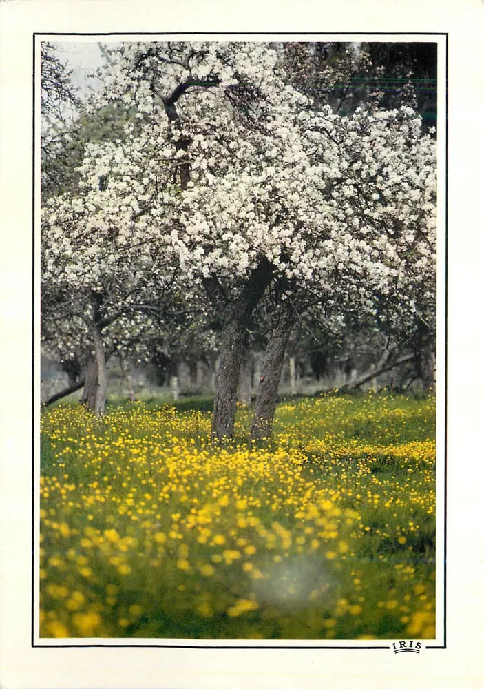 Colheita de flores — Primavera — IRIS - Frente