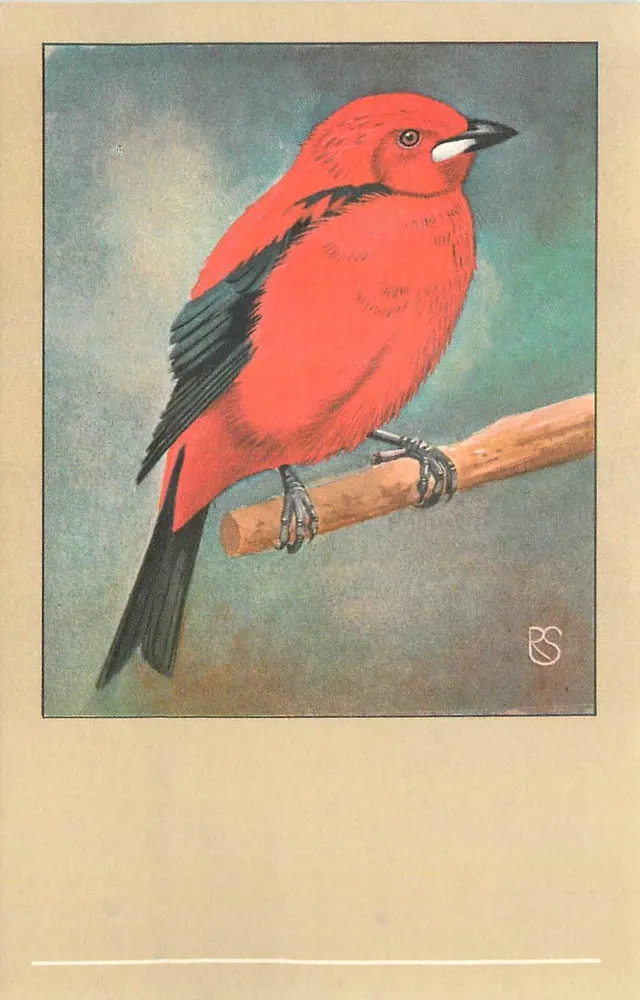 Pássaro vermelho — Tangare vermelho do Brasil — N.V. P. Sluis, Weesp - Frente