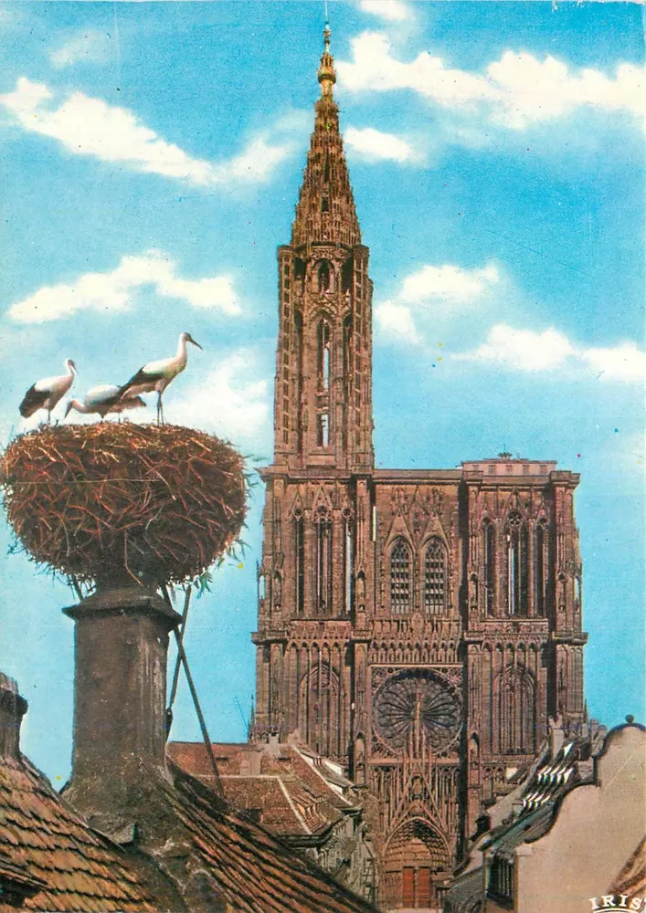 Cathédrale de Strasbourg — stork's nest — IRIS - Recto