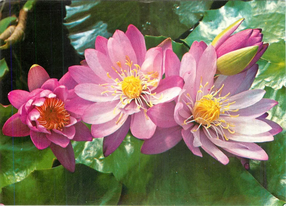 Nénuphars roses — editora PERLA, n° 399/4 - Frente