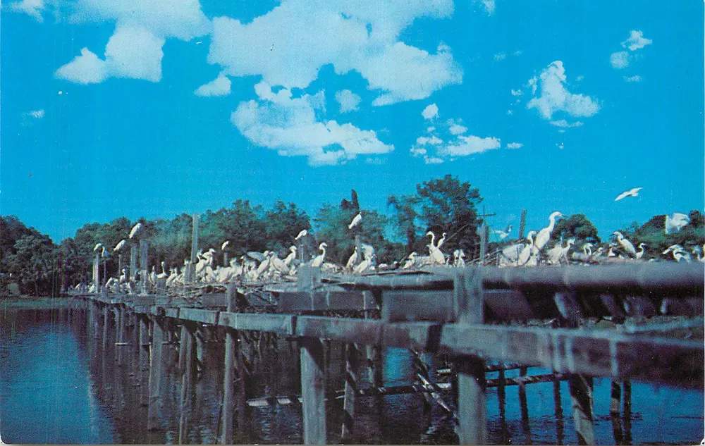 Nistplattformen in Bird City, Jungle Gardens, Avery Island, Louisiana — The L. L. Cook Co. 30280-B - Vorderseite