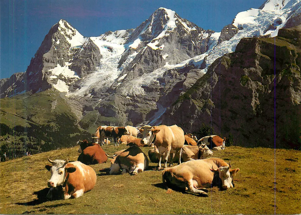 Grütschalp-Mürren — Eiger, Mönch — Verlag Photoglob AG, Zürich - Frente