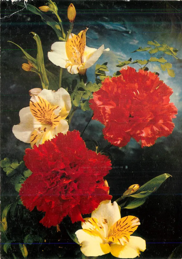 Fleurs — bouquet de lys et de pivoines — éditeur Krüger - Frente