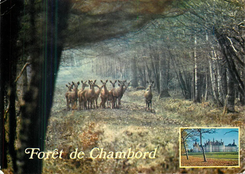 Floresta de Chambord — Floresta de Chambord — Éditions MEXICHROME - Frente