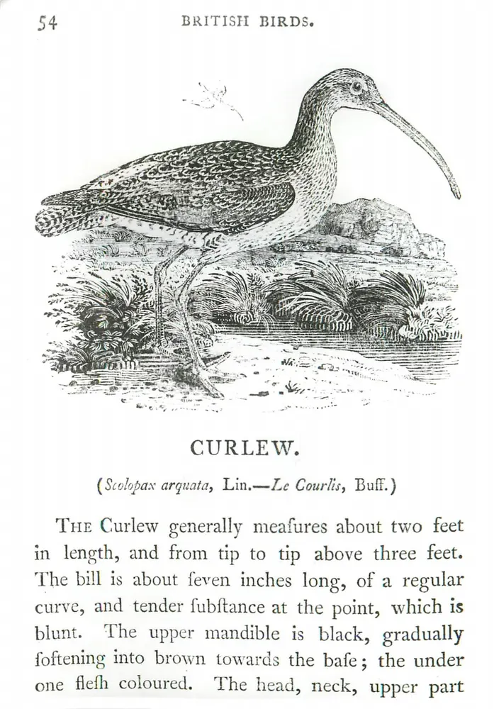 Schneckenkranich — Natürliche Illustration — Thomas Bewick, Serie 54 - Vorderseite