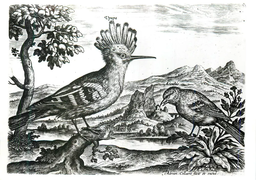 Zwei Vögel — Kupferstich von Adriaen Collaert — Victoria and Albert Museum - Vorderseite