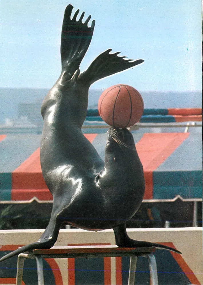 Estatua de foca equilibrando uma bola de basquete — Marineland, Costa Brava — editor Marineland S.A. - Frente
