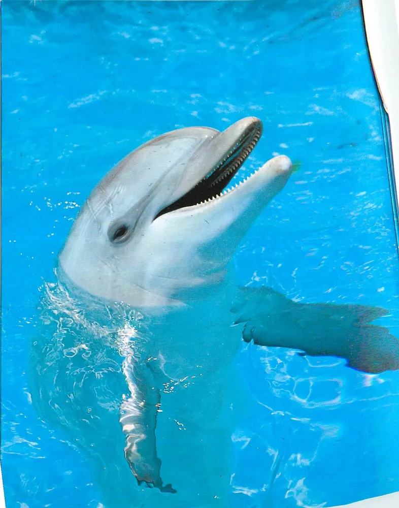 Dauphin — Marineland Costa Brava — éditeur Marineland S.A. - Recto