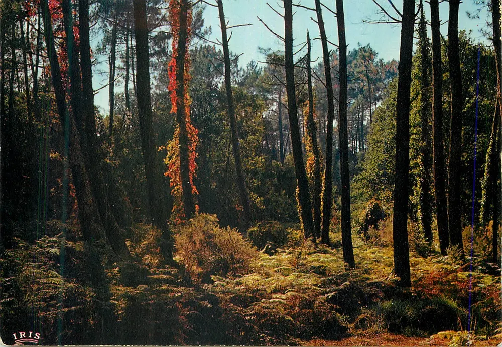 Floresta de Gascogne — Um sub-bosque — IRIS - Frente