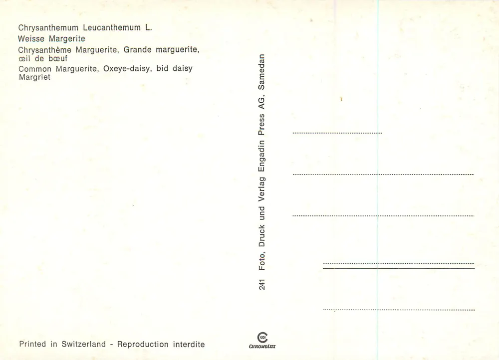 Marguerites — Chrysanthemum Leucanthemum L. — Engadin Press AG - Verso