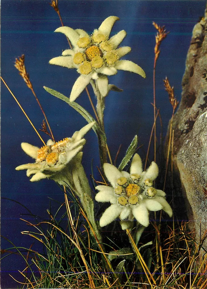 Edelweiss — Leontopodium alpinum — Photo par Gyger, Adelboden - Recto