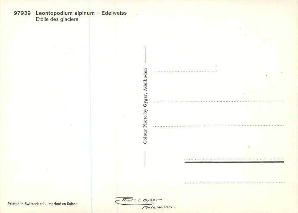 Edelweiss — Leontopodium alpinum — Photo par Gyger, Adelboden - Verso