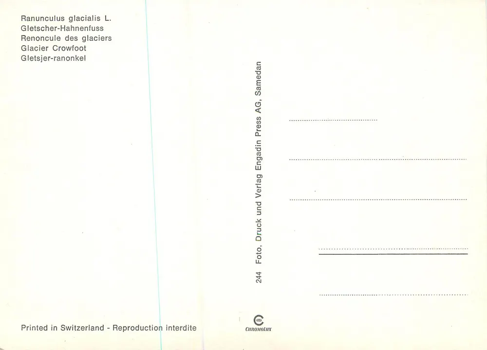 Ranunculus glacialis L. — Gletscher-Hahnenfuss — Chromolux Press AG, n°244 - Verso