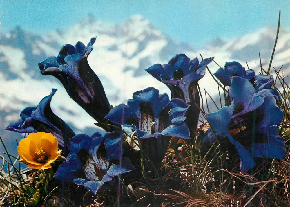Flores alpinas azuis — Gentiana sem caule — série 7505, impressa na Suíça - Frente