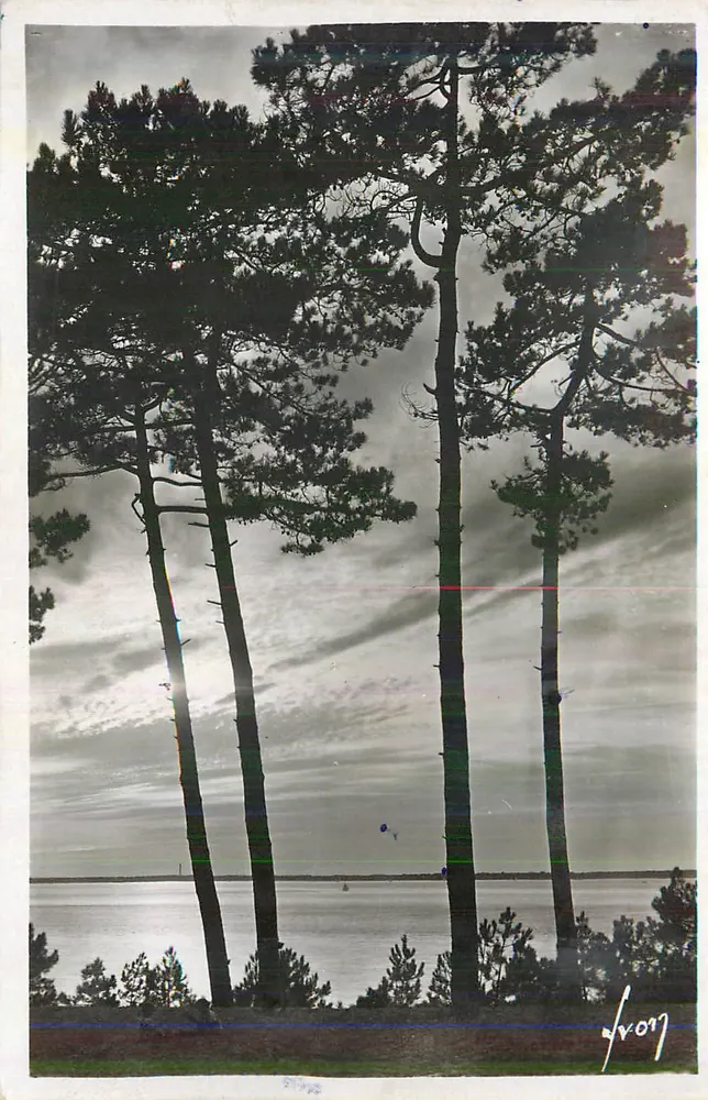 Paysage de pins — vue sur la mer — éditeur non identifié, n° de série non lisible - Recto