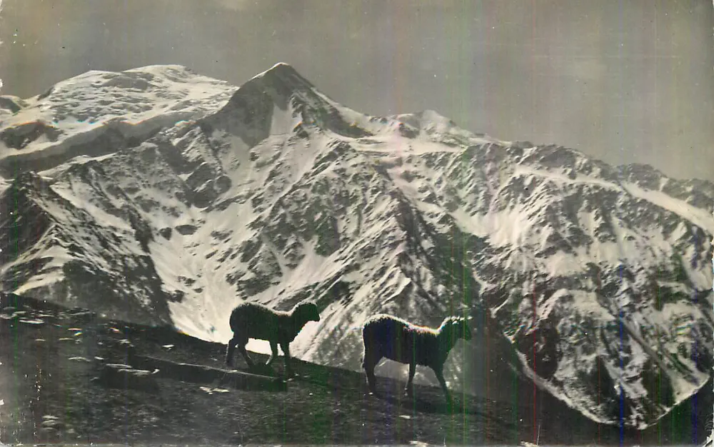 Dois carneiros nas Alpes — vista de montanha nevada — editor não identificável - Frente