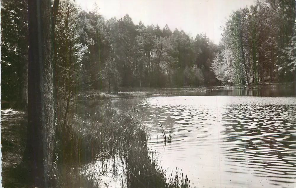 Lago circondato da bosco — vista invernale — editore non identificabile - Recto