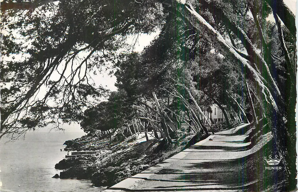 Passeio ao longo da praia — sob árvores — editor Munier - Frente