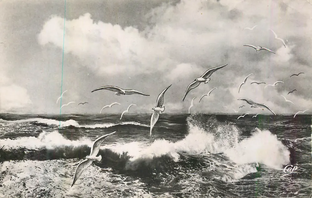 Goélands au-dessus d'une mer agitée — Cap - Recto