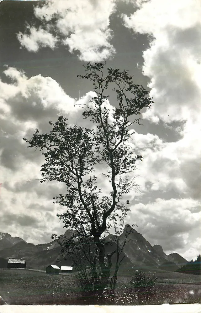 Árvore solitária nas montanhas — paisagem alpina — editor desconhecido - Frente
