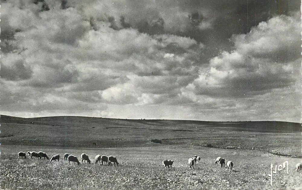 Paisagem pastoral com ovelhas — JON - Frente