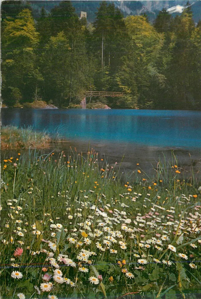 Lago do Étang — vista com flores e floresta — editor não visível - Frente